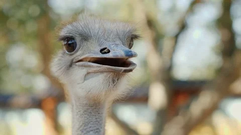 Head and neck of an ostrich. Video with shallow depth of field Stock-Footage 80091604