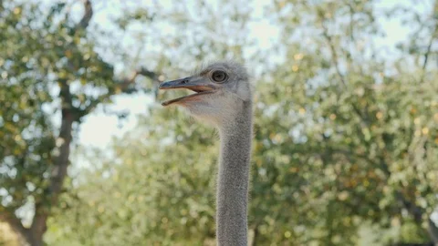 Head and neck of an ostrich. Video with shallow depth of field Stock Footage 80092541