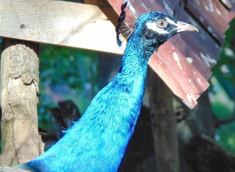 The head and neck of a peacock Stock Photos