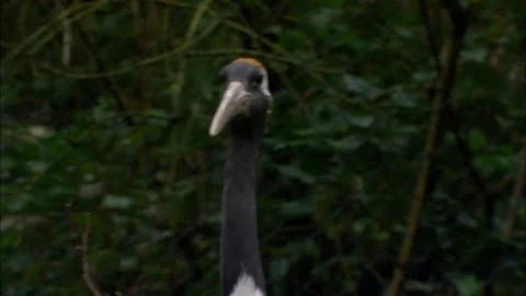 Head and neck of Red Crowned Crane with trees behind Video stock 95598905