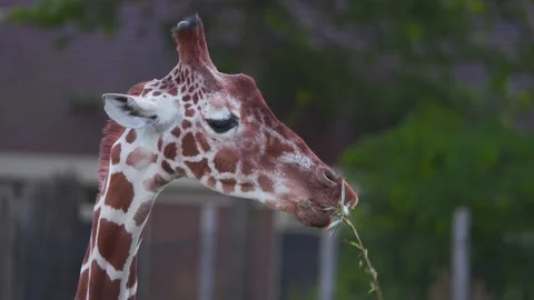 Head and neck of reticulated Giraffe eat... | Stock Video | Pond5