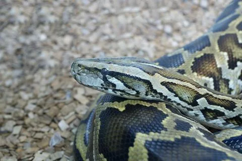 Head and part of body of the python lying in terrarium Stock Photos