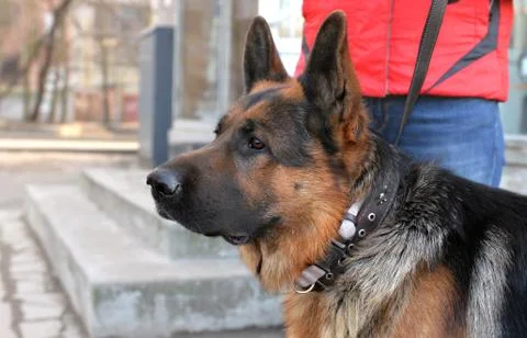 Head and shoulder of a dog  German shepherd Stock Photos