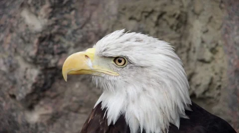 The head and shoulders of a bald eagle, haliaeetus leucocephalus, side view. Stock Footage 43726107