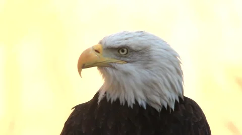 The head and shoulders of a bald eagle, sitting on yellow blur background Stock Footage 46442998