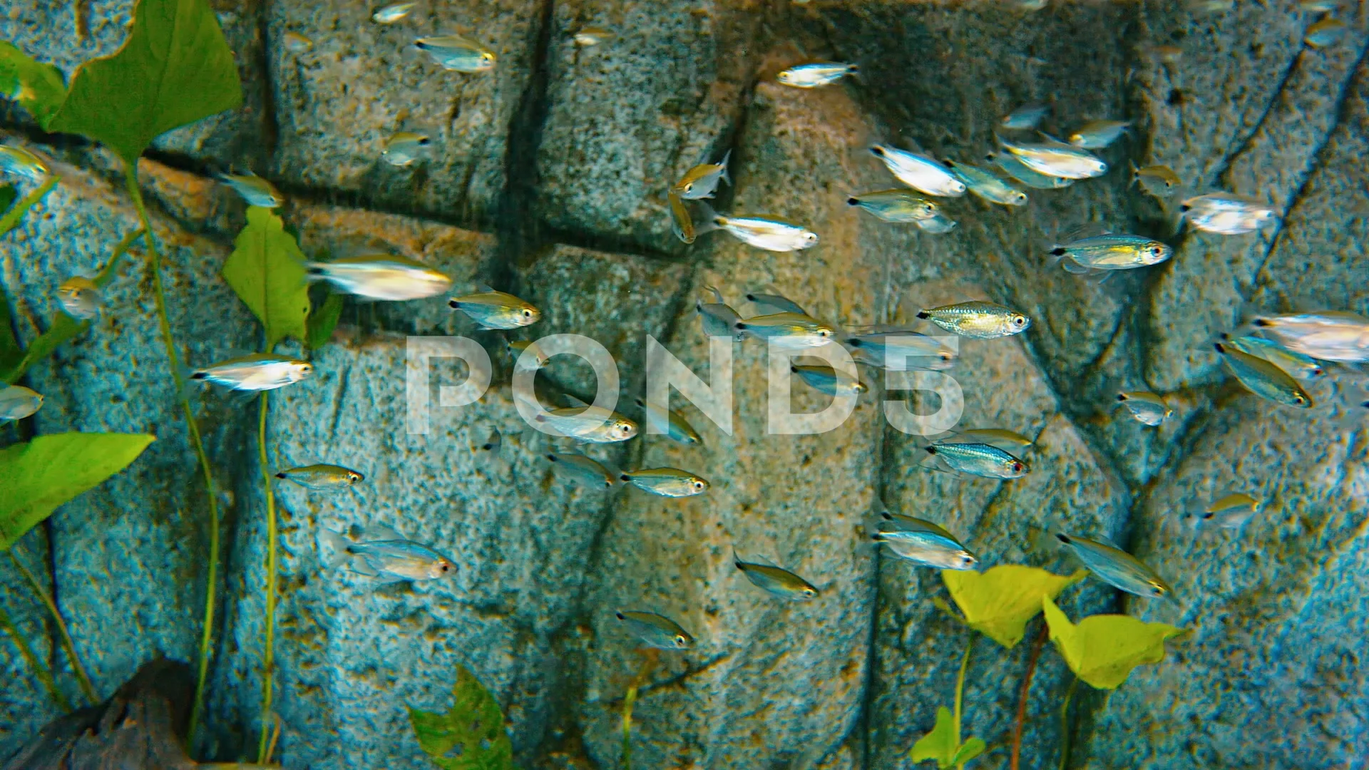 Head And Tail Light Tetra Hemigrammus O Stock Video Pond5