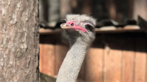 Head and upper part of the neck of an ostrich Stock Footage 295267407