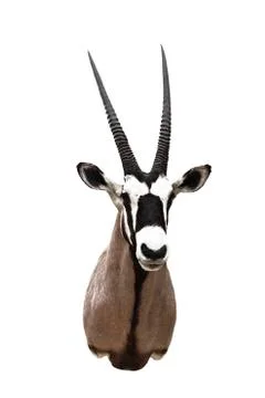 Head of antelope Stock Photos