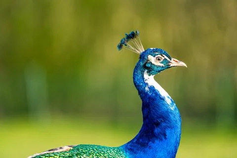 An head from apeacock Stock Photos