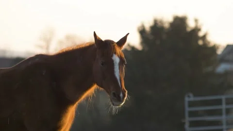 Head of Arabian horse on paddock in winter during golden hour Stock Footage 234386799