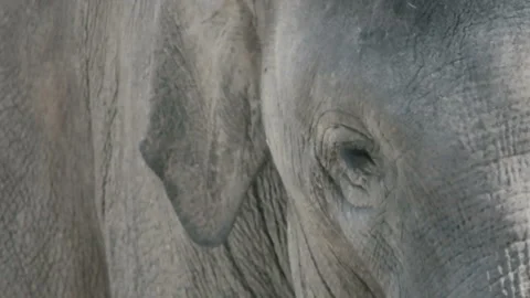 Head of an asian elephant, close up Stock Footage 118308256