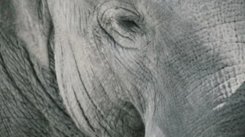 Head of an asian elephant, close up Stock Footage 118308668