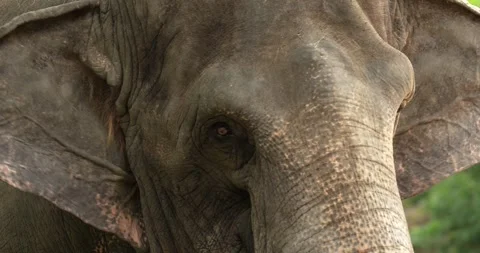 Head of Asian Elephant (Elephas maximus), Close up. Stock Footage 275672010