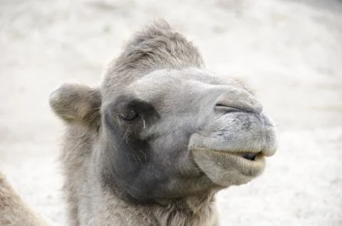 Head of a Bactrian Camel Stock Photos