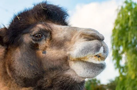 The Head of a Bactrian Camel Stock Photos