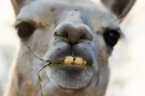 The Head of a Bactrian Camel Stock Photos