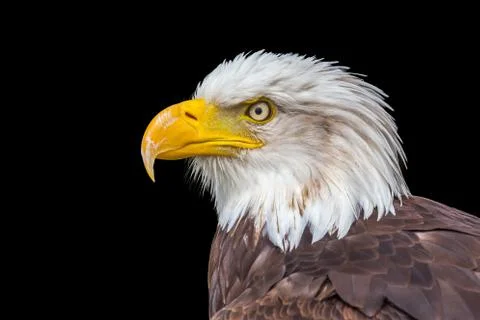 Head of bald eagle on black Stock Photos