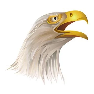 Head of bald eagle isolated on white background. Head of bald eagle isolat... Stock Photos