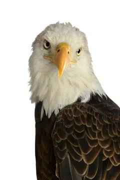 Head of bald eagle Foto stock