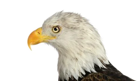 Head of Bald Eagle Stock Photos