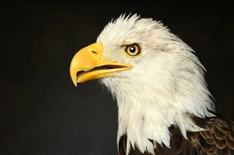 Head of Bald Eagle Stock Photos