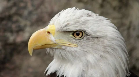 The head of a bald eagle, side view on the rocky background, Stock Footage 43728054