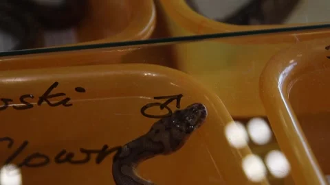 Head of ball python kept on display in orange plastic box with transparent lid Stock-Footage 265649398