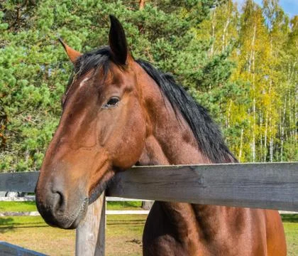 Head of a bay horse close up. Stock Photos