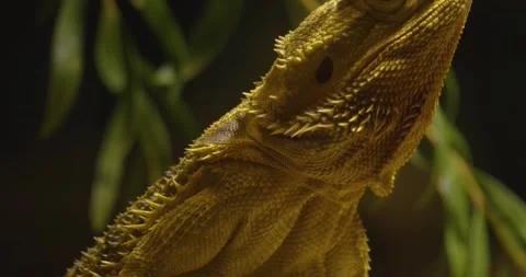 Head of Bearded dragon lizard. Stock Footage 134846180