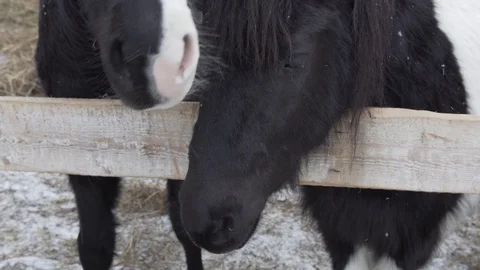 Head of a beautiful black pony in the paddock in winter Stock Footage 127750569