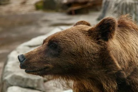 Head of a beautiful brown bear Stock Photos