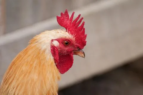 Head of beautiful rooster Stock Photos