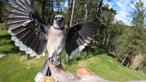 Head on Beautiful Slow Motion Landing by Blue Jay Stock Footage 111780052
