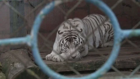Head bengala white tiger Stock Footage 73819510