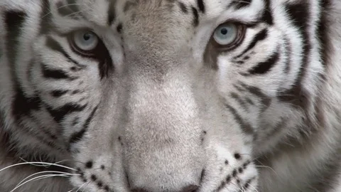 Head bengala white tiger Stock Footage