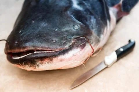 The head of the big fish - catfish. Stock Photos