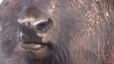 Head of a bison, breath in winter Stock Footage 120993372