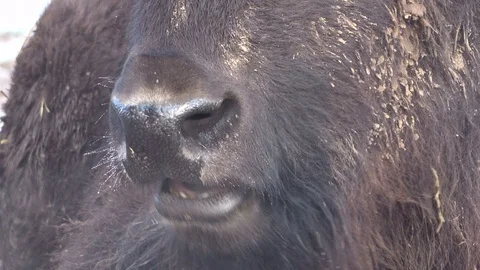 Head of a bison, breath in winter Stock Footage 120993647