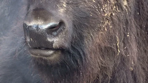 Head of a bison, breath in winter Stock Footage 120993733