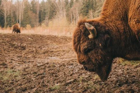The head of the bison at close range. Stock Photos