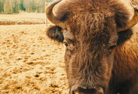 The head of the bison at close range. Foto stock