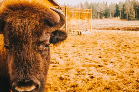 The head of the bison at close range. Stock Photos