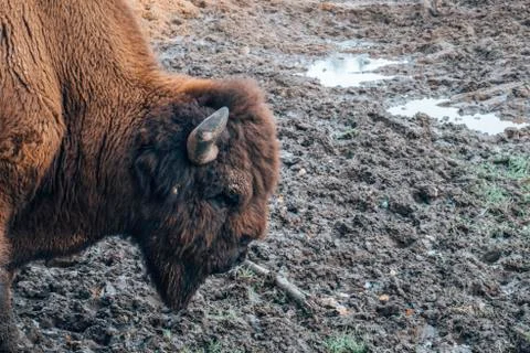 The head of the bison at close range. Stock Photos