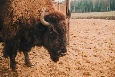 The head of the bison at close range. Stock Photos