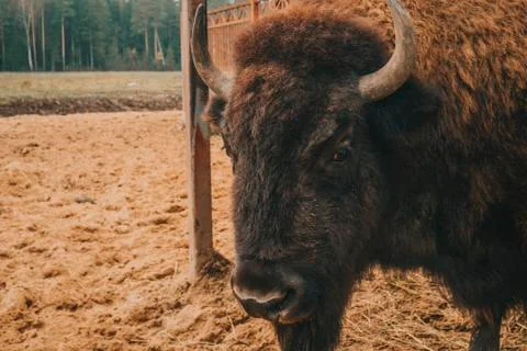 The head of the bison at close range. Stock Photos