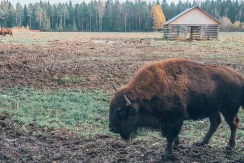 The head of the bison at close range. Stock Photos