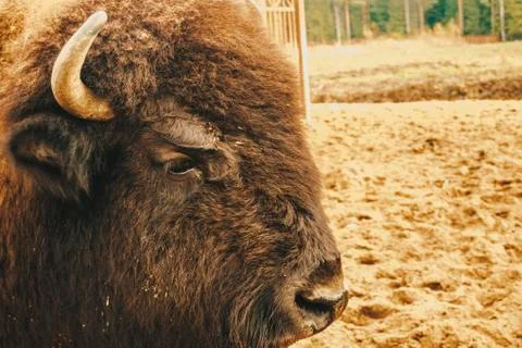 The head of the bison at close range. Foto stock