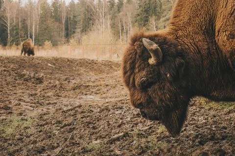 The head of the bison at close range. Stock Photos