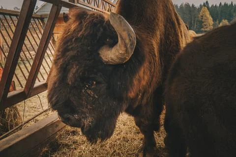 The head of the bison at close range. Stock Photos