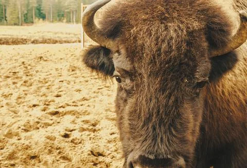 The head of the bison at close range. Stock Photos